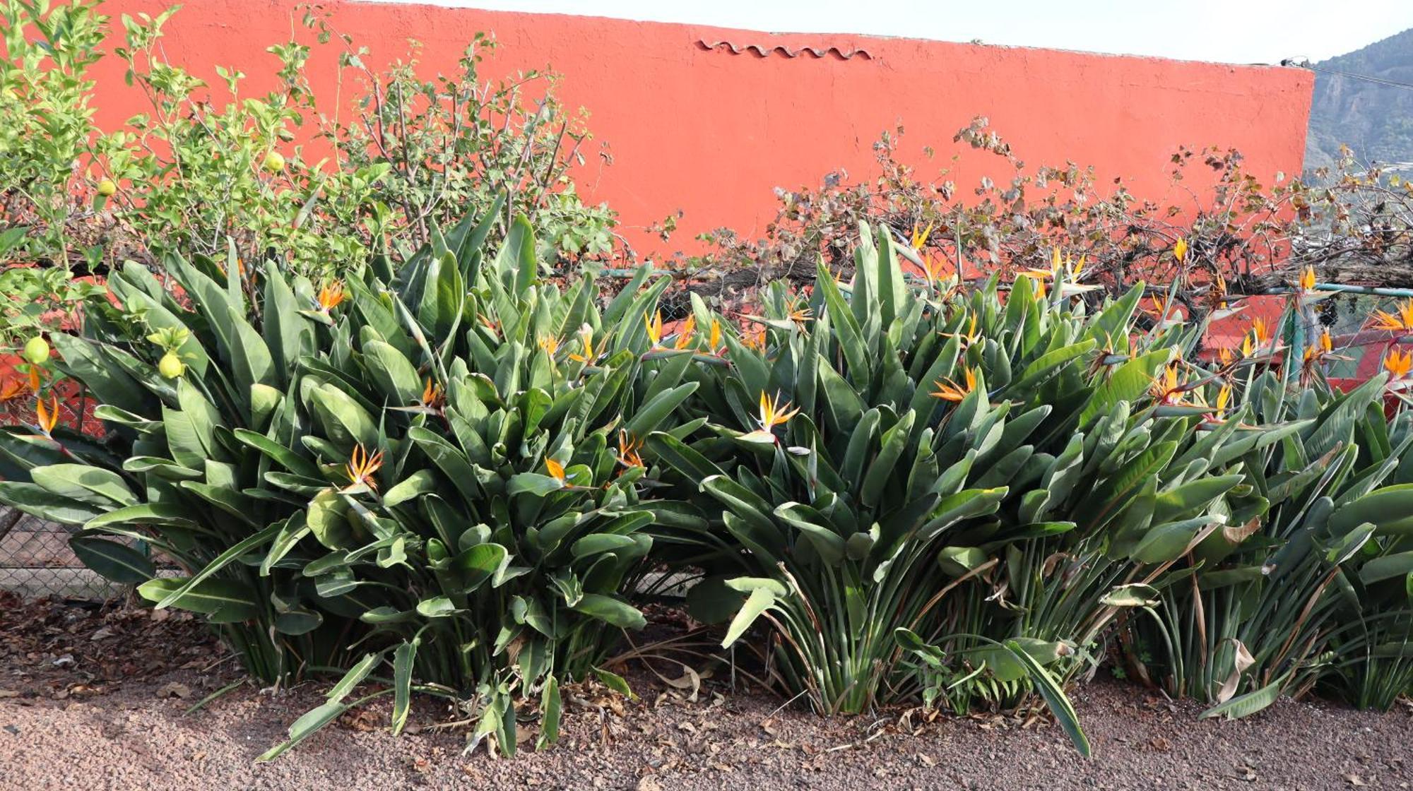 Casa Rural En San Mateo Las Palmas de Gran Canaria Ngoại thất bức ảnh